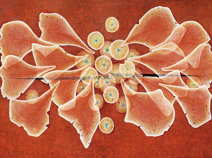 悠久の華